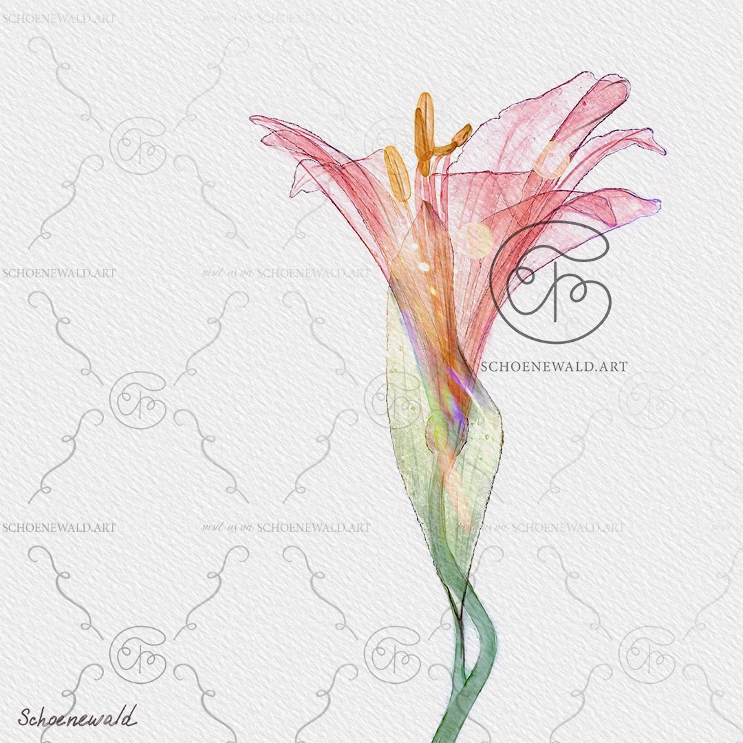 Print of a hand-painted watercolor of a lily from the "Transparency" series by Schoenewald.art