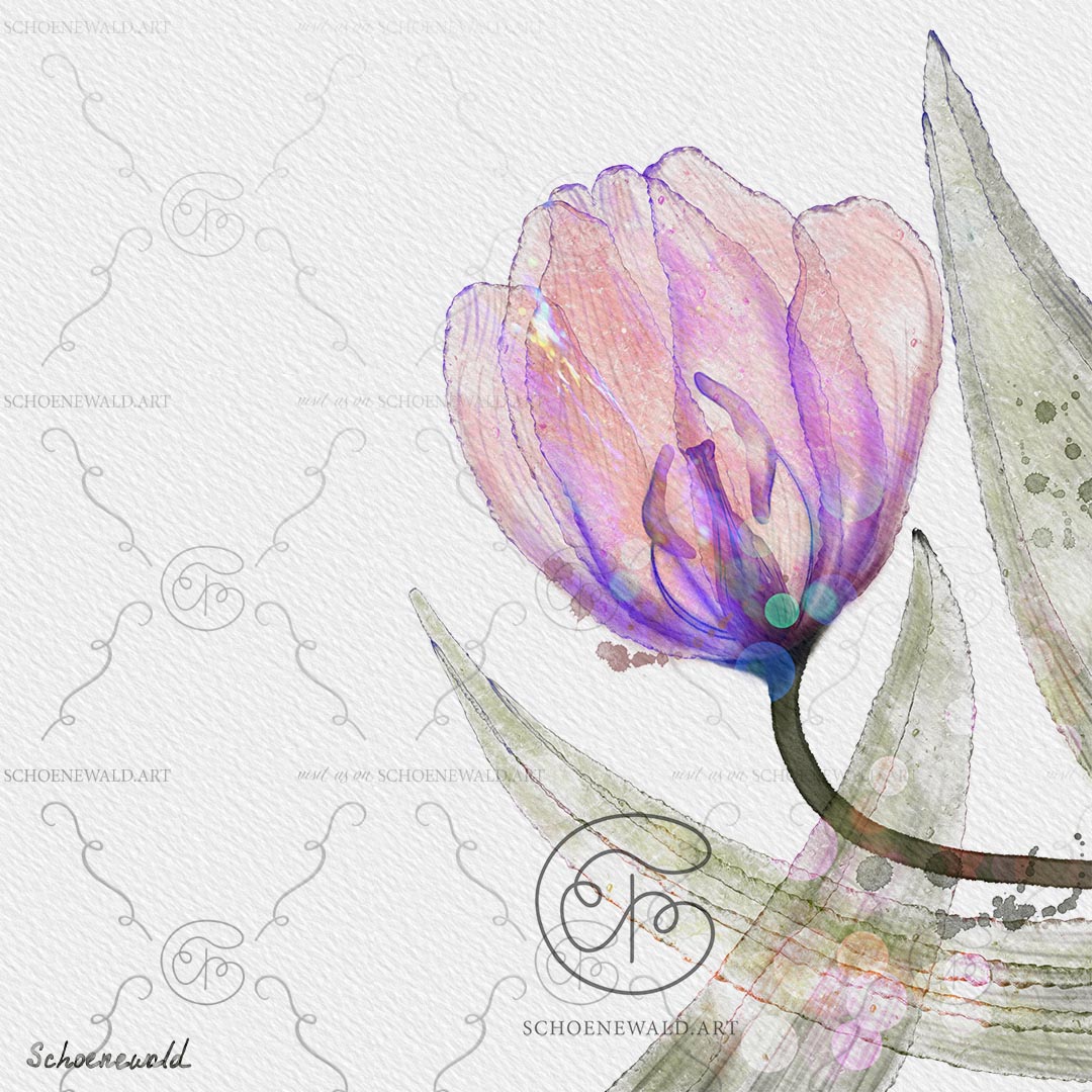Print of a hand-painted watercolor of a tulip from the "Transparency" series by Schoenewald.art
